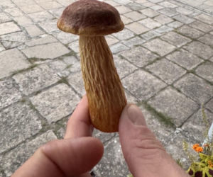 Borowik amerykański na zdjęciach