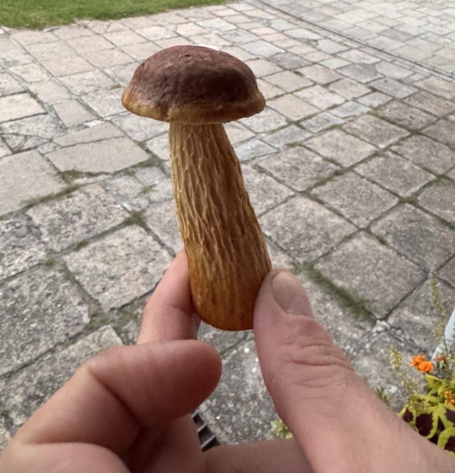Borowik amerykański na zdjęciach