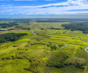 Polska Amazonka. Wodny labirynt na Podlasiu robi niesamowite wrażenie