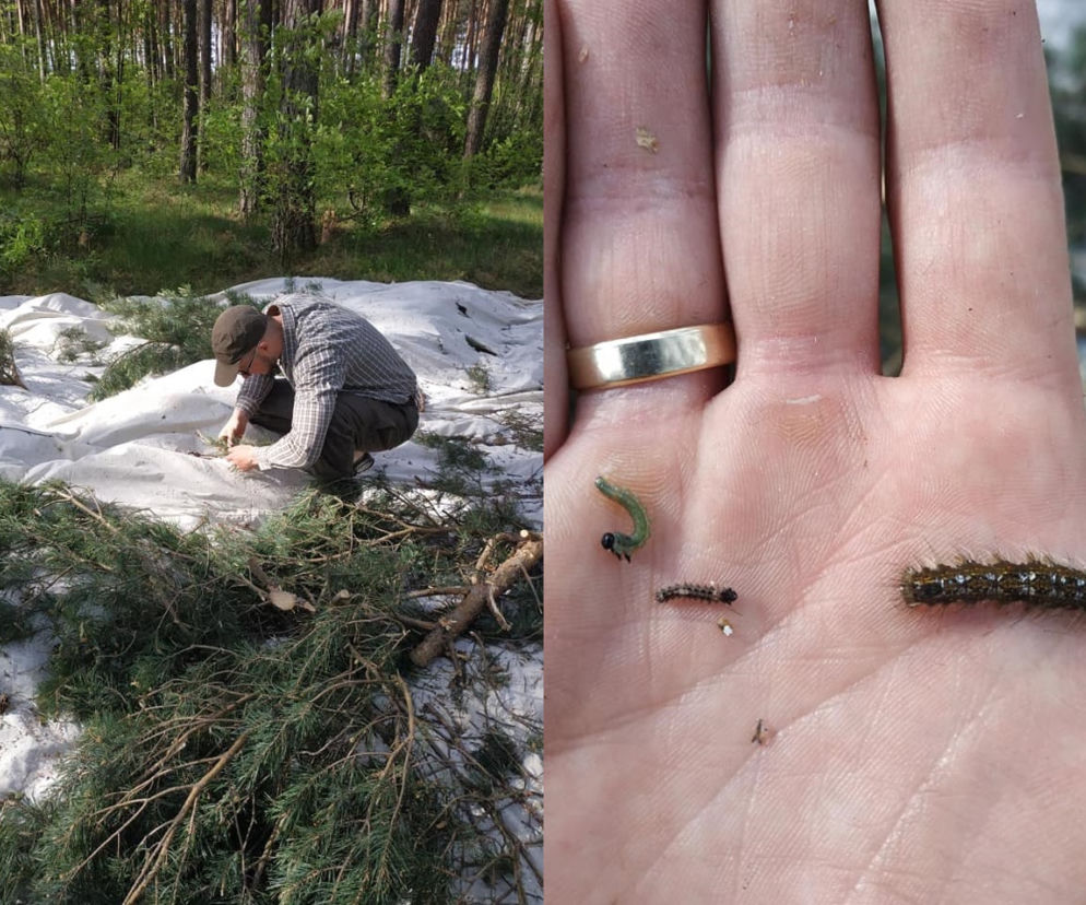Zakaz wstępu na teren Nadleśnictwa Dobrzejewice. Brudnica atakuje kolejne drzewa 