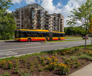„Ale się wyciągnęła!”. Sprawdzamy, jak wygląda zasadzona w zeszłym roku miejska zieleń - ZDM Warszawa