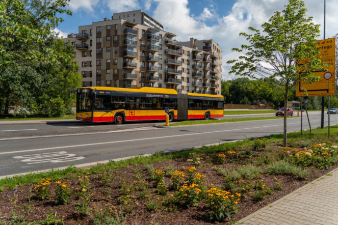 „Ale się wyciągnęła!”. Sprawdzamy, jak wygląda zasadzona w zeszłym roku miejska zieleń - ZDM Warszawa
