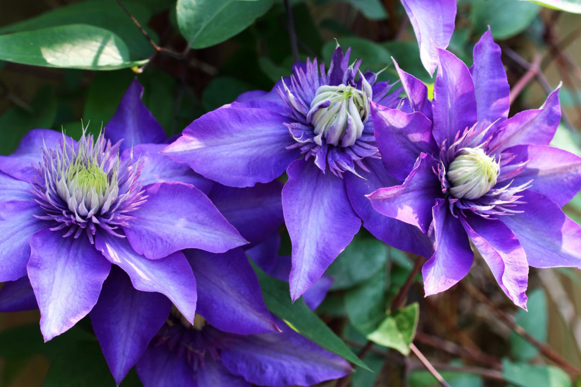 Powojnik (Clematis)