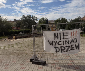 Protest mieszkańców nie pomógł. Świerki i modrzewie na Placu Drzewnym w Tarnowie zostały wycięte