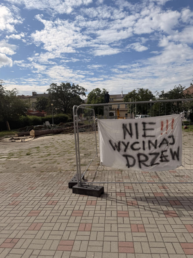 Protest mieszkańców nie pomógł. Świerki i modrzewie na Placu Drzewnym w Tarnowie zostały wycięte