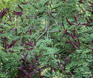 Amorfa krzewiasta (Amorpha fruticosa)
