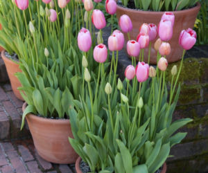 tulipany-w-donicach