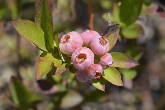 Borówka wysoka ‘Chandler’