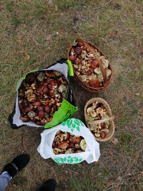Wielkie grzybobranie w Wielkopolsce