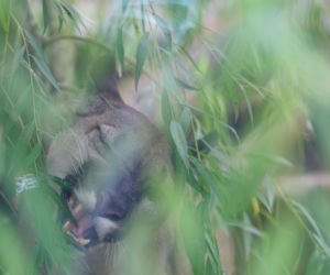 Trzymał w domu pumę. Został skazany