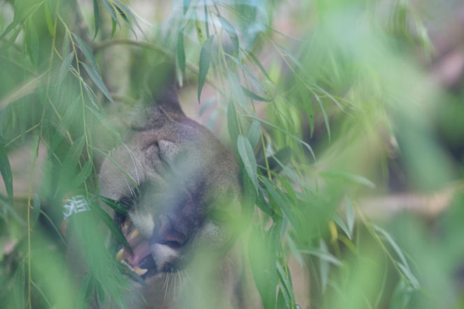 Trzymał w domu pumę. Został skazany
