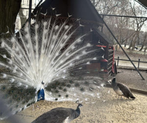 Jeden z najstarszych parków w Polsce budzi się do życia. Wiosna w Parku Saskim w Lublinie