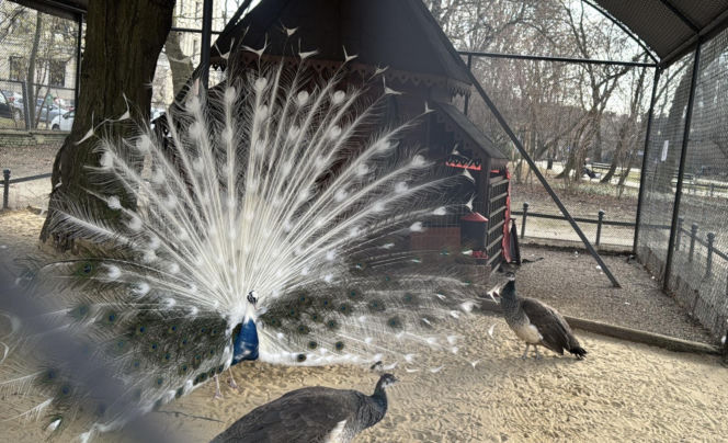 Jeden z najstarszych parków w Polsce budzi się do życia. Wiosna w Parku Saskim w Lublinie