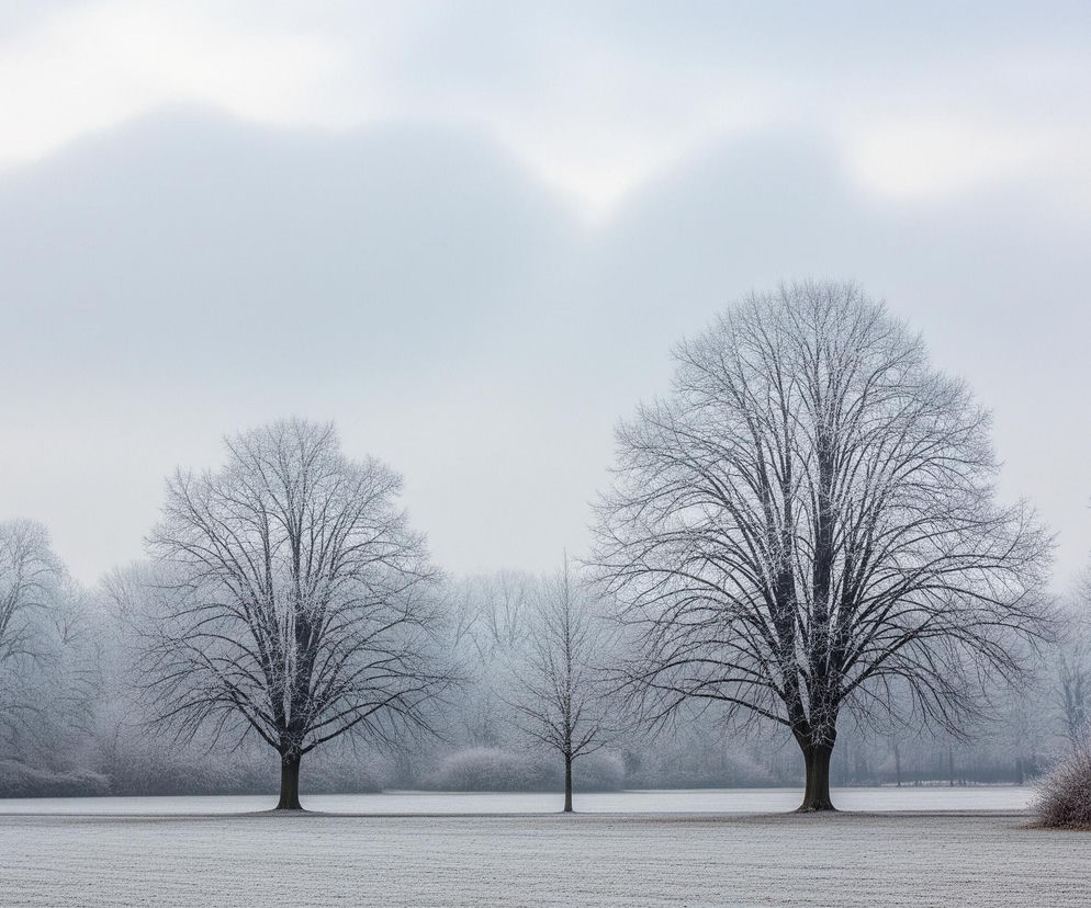 Zasypana szronem równina rozciąga się pod zachmurzonym, jasnym niebem. Na pierwszym planie, w dolnej części obrazu, widnieje pokryte cienką warstwą lodu pole, którego powierzchnia jest jednolita, szara i lekko prążkowana. Przed lasem rozciąga się otwarty teren, a na nim widać szereg drzew, których nagie gałęzie, pozbawione liści, są obsypane białym szronem.

W centrum, z przodu, dominują trzy drzewa różnej wielkości, z których każde charakteryzuje się gęstą koroną gołych gałęzi, także oszronionych. W oddali, za polem i drzewami, znajduje się linia lasu, której kontury są lekko rozmyte przez mgłę lub zamglenie, co tworzy wrażenie głębi i tajemniczości. W prawym dolnym rogu obrazu, na skraju pola, widoczny jest również niski krzew, pokryty białą, delikatną warstwą lodu.