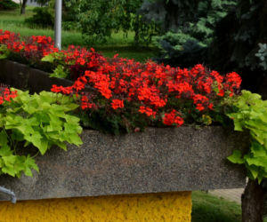 Wilec ziemniaczany