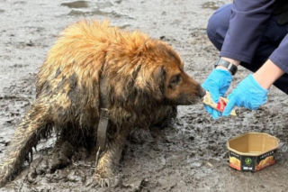Dramat w Pabianicach! Kundelek czekał na śmierć. Jego właściciel zmarł [GALERIA]