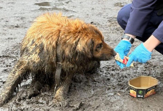 Dramat w Pabianicach! Kundelek czekał na śmierć. Jego właściciel zmarł [GALERIA]