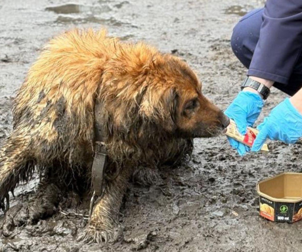 Dramat czworonoga w Pabianicach. Policjanci odkryli, kto miał opiekować się zwierzęciem