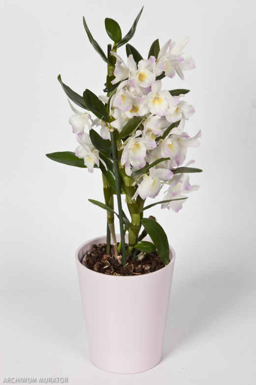 Storczyk Dendrobium