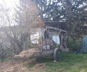 Byk zamordował właścicela