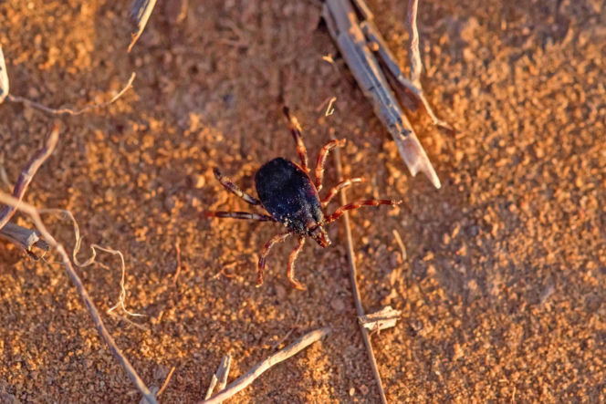 Tokary (woj. pomorskie)