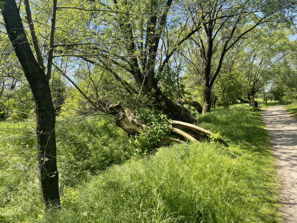 Kraków ma najdłuższy park w Polsce. Poznajcie Młynówkę Królewską! 