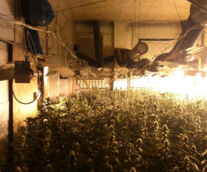 Takiej plantacji konopi małopolscy policjanci dawno nie widzieli. 2800 krzaków i 36,5 kg suszu [ZDJĘCIA, WIDEO]