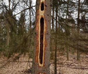 Zaskakujący widok w polskich lasach! Skąd wzieły się GIGANTYCZNE DZIURY w drzewach? [ZDJĘCIA]