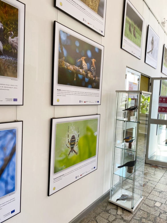 Zwierzęta i natura powiatu iławskiego zawitały do iławskiej Biblioteki Miejskiej