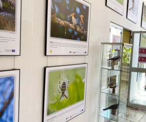 Zwierzęta i natura powiatu iławskiego zawitały do iławskiej Biblioteki Miejskiej