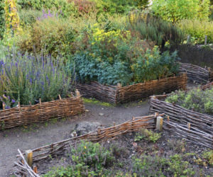 Ogród pełen zapachu i smaku: jak uprawiać zioła?