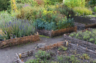 Ogród pełen zapachu i smaku: jak uprawiać zioła?