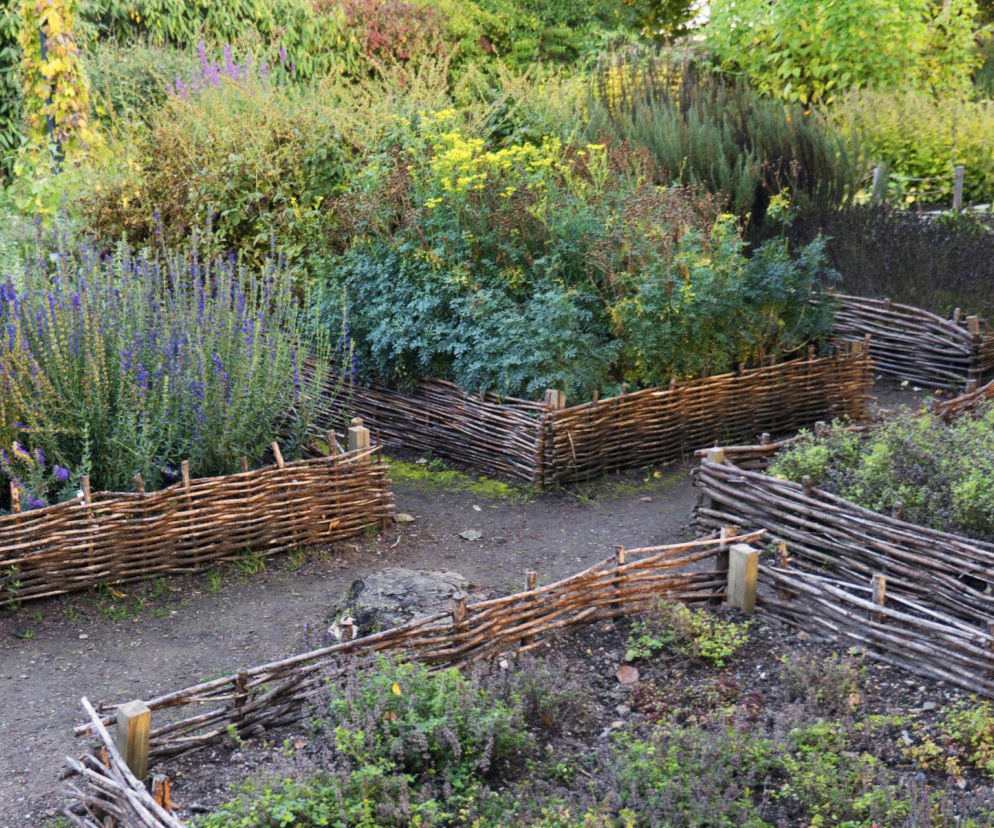 Ogród pełen zapachu i smaku: jak uprawiać zioła?