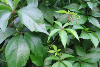 Winobluszcz pięciolistkowy - Parthenocissus quinquefolia