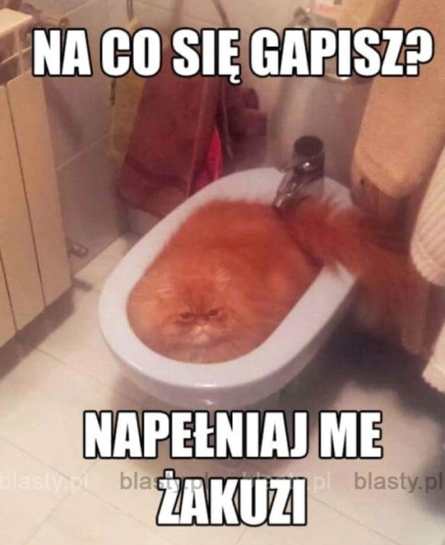 Światowy Dzień Kota 2022. Zobacz najśmieszniejsze obrazki i MEMY z kotami! 