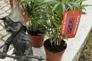 Darmowe palmy na ulicach Suwałk! Niezwykła akcja Radia ESKA