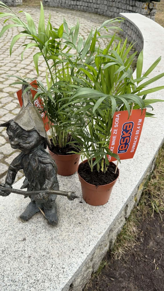 Darmowe palmy na ulicach Suwałk! Niezwykła akcja Radia ESKA