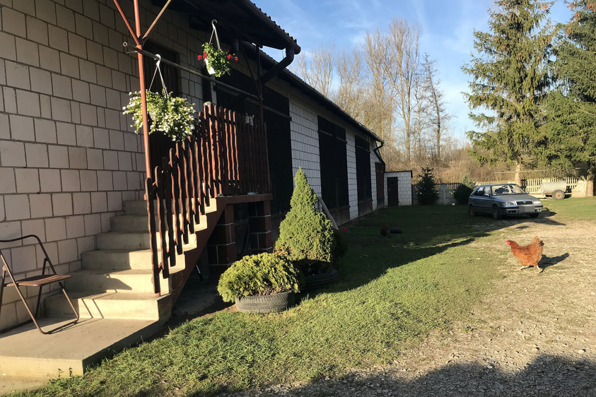 Kwaszyn. Zmielił ciotkę rozrzutnikime do trawy