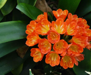 Dlaczego pęd kwiatostanowy kliwii nie wyrasta ponad liście?