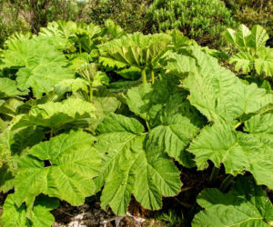 Gunnera olbrzymia