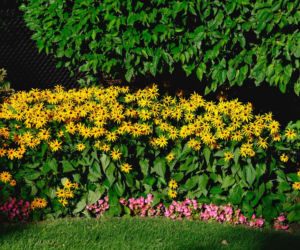 Rudbekia