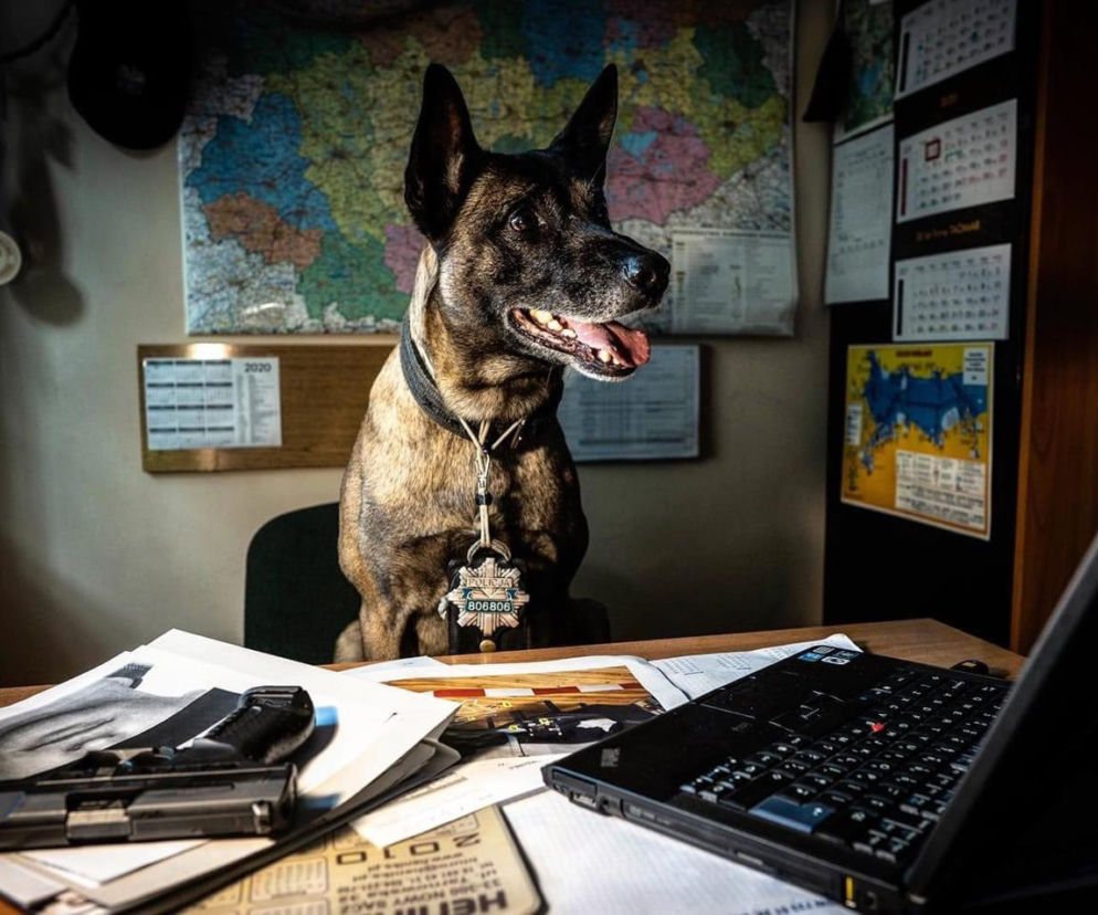 Pies Nero z olsztyńskiej policji