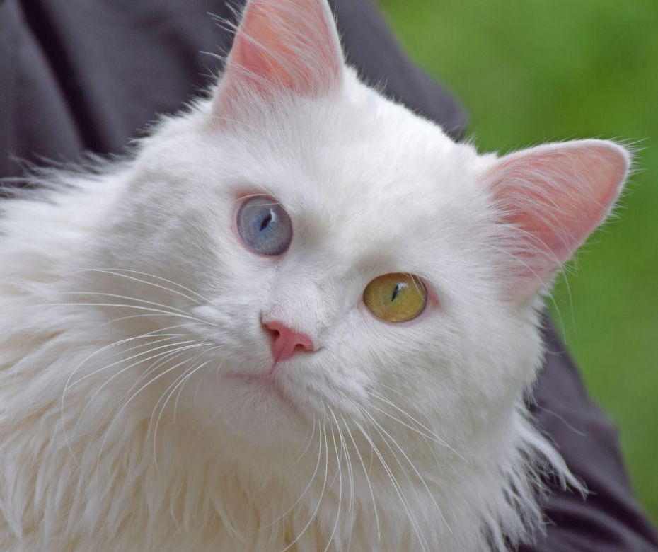 Turecka angora