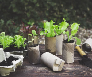 Rolki po papierze jako papierowe doniczki do rozsady