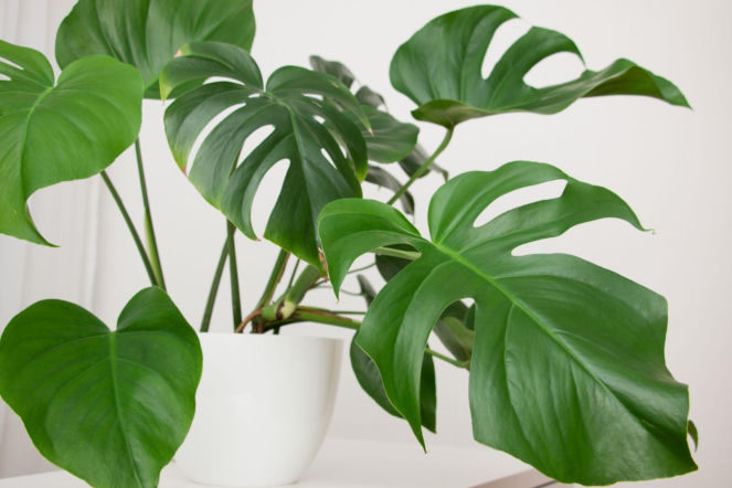 Twoja monstera marnieje? Ten domowy nawóz przywróci jej dawny blask