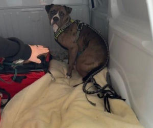 Brutalny atak we Wrocławiu. Właściciel agresywnego amstaffa zatrzymany! Ten pan nie wyrażał żadnej skruchy