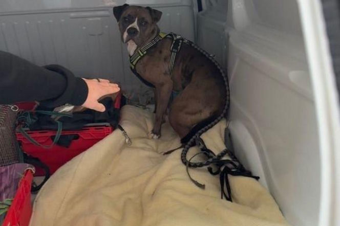 Wrocław. Atak amstaff na Kowalach. Są zarzuty dla właściciela psa