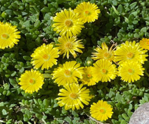 Delosperma