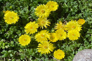 Delosperma – niezawodna roślina na słońce