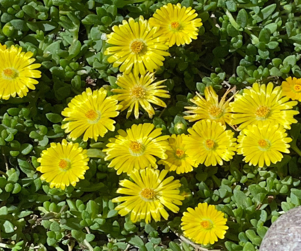 Delosperma – niezawodna roślina na słońce